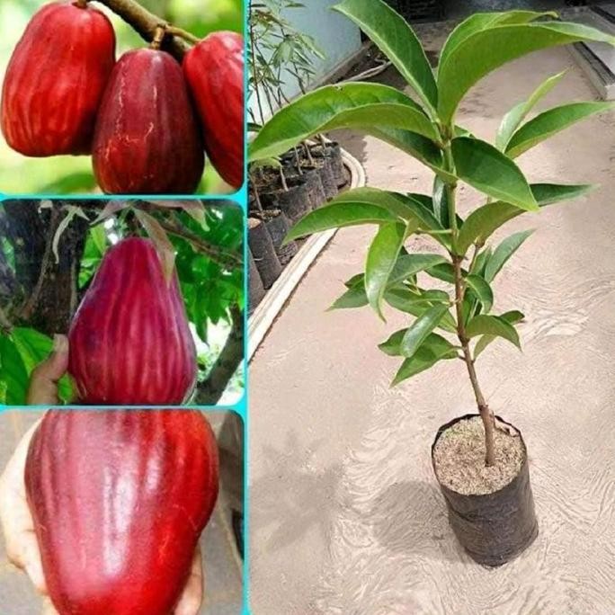 

Terlaris Bibit Benih Jambu Air Jamaika Super
