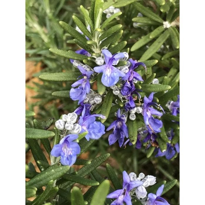 

Terlaris Bibit Bunga Rosemary Aroma Herbal | Benih Bunga Rosemary Herbal