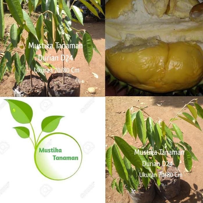 

Terlaris Bibit Pohon Durian D24 Tunggal 70/80 Cm / Durian Okulasi