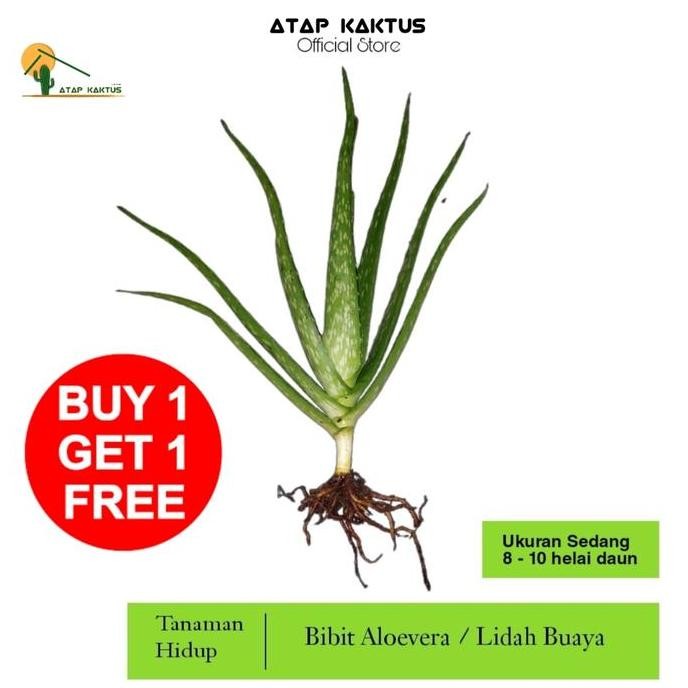 

Terlaris Tanaman Aloevera / Lidah Buaya Bibit Ukuran Sedang 8-10 Pelepah