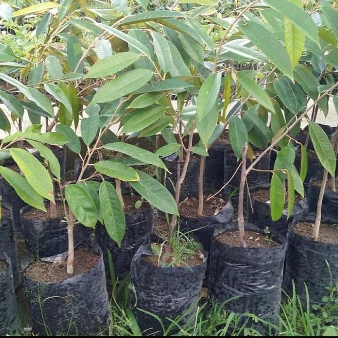 

Terlaris Bibit Buah Durian Bawor Super Unggul