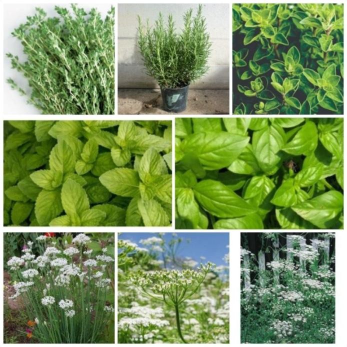 

Terlaris Paket 8 Jenis Bibit Benih Herb Thyme Oregano Rosemary Ga Kegsti 1872Ib