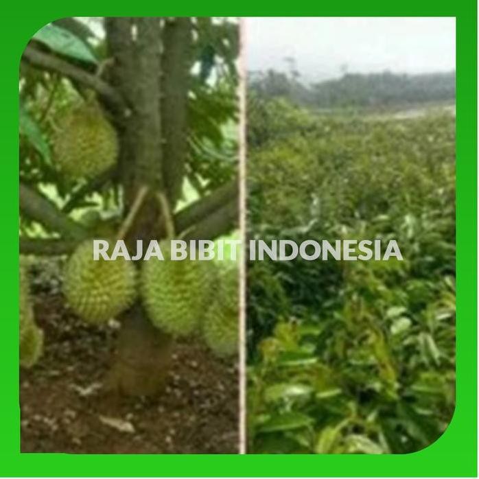 

Terlaris Bibit Durian Musangking Super Unggul
