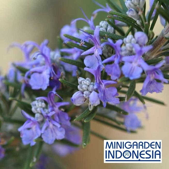 

Terlaris Benih Herbal Bunga F1 Rosemary Eceran 3 Biji Mr. Fothergills Bibit