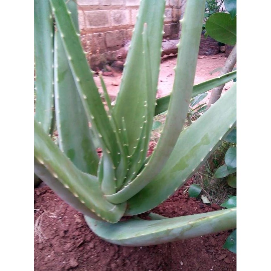 

Terlaris Bibit Lidah Buaya/ Aloe Vera Ukuran Super Besar