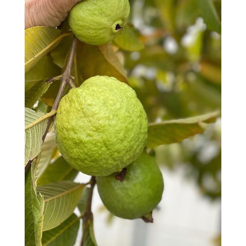 

Terlaris Bibit Buah Jambu Getas Bangkok Super
