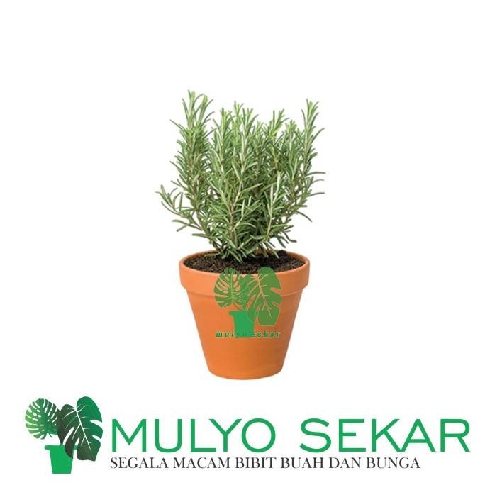 

Terlaris Ready Terlaris Bibit Tanaman Rosemary Pengusir Nyamuk Dan Bumbu Eropa Kondisi Rimbun Wangi