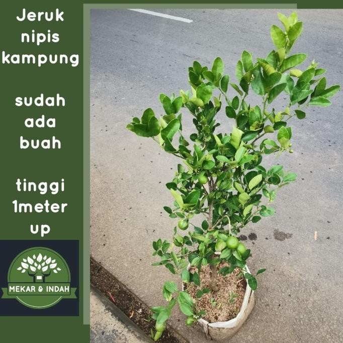 

Terlaris Bibit Pohon Jeruk Nipis Berbuah, Tanaman Jeruk Nipis Kampung - Dijamin