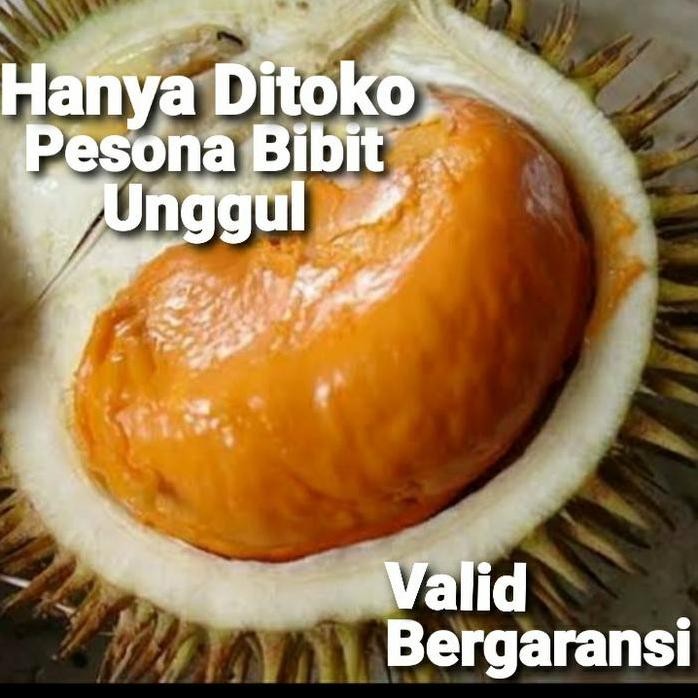 

Terlaris Bibit Tanaman Buah Durian Super Tembaga Bangka Valid/ Bibit Durian