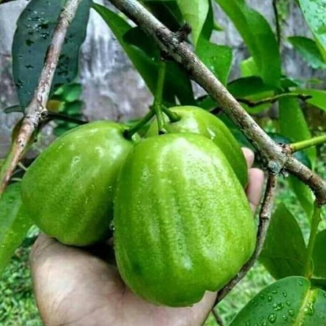

Terlaris Bibit Tanaman Buah Jambu Air Kiojok Okulasi
