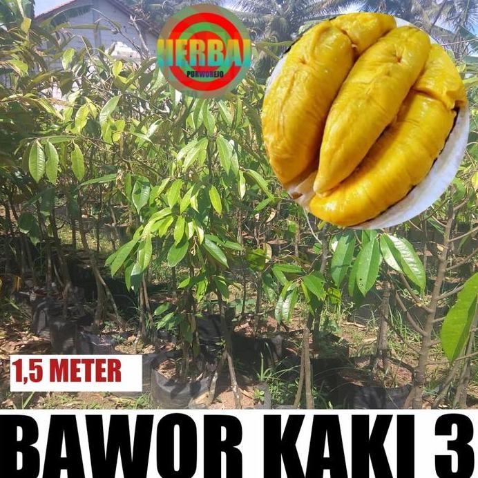 

Terlaris Bibit Durian Bawor Kaki 3 Tinggi 1,5 Meter