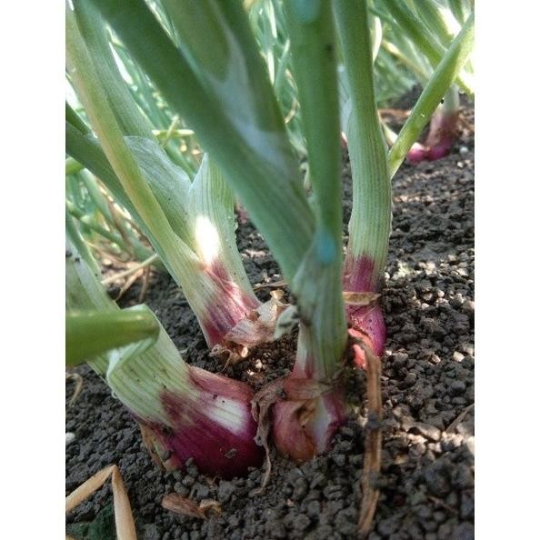 

Terlaris Bibit Siap Tanam Bawang Merah Brebes Fkxtai 7236Bn