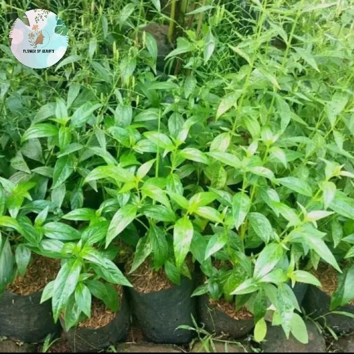 

Terlaris Bibit Tanaman Herbal Sambiloto