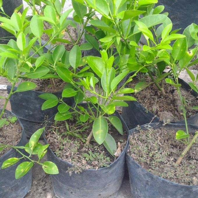

Terlaris Bibit Pohon Jeruk Nipis Bibit Tanaman Jeruk Nipis Tanaman Daun Buah