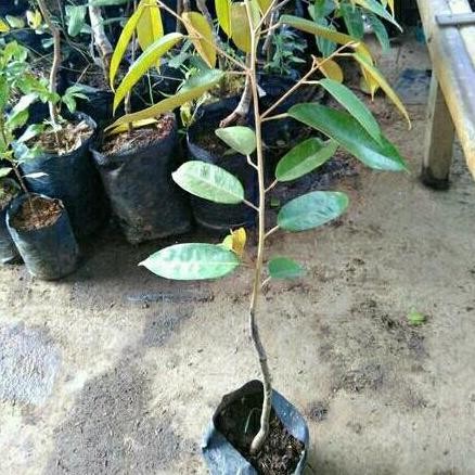 

Terlaris Bibit Buah Durian Monthong - Tinggi 60Cm