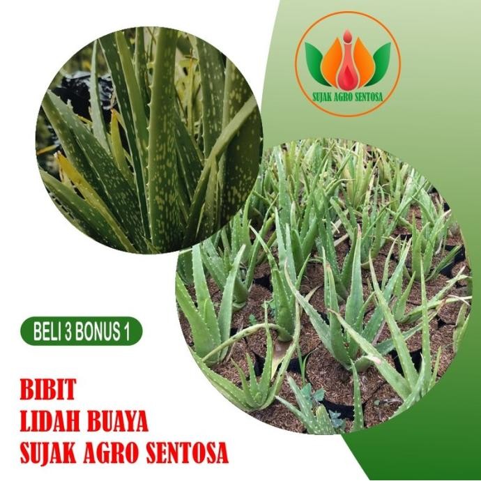 

Terlaris Bibit Tanaman Lidah Buaya