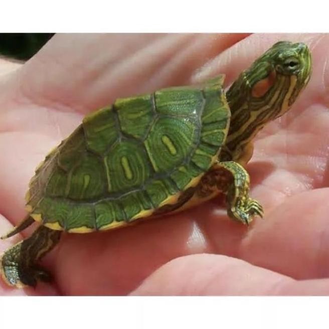 Terlaris Hiasan Aquarium Kura Kura Brazil Size Baby