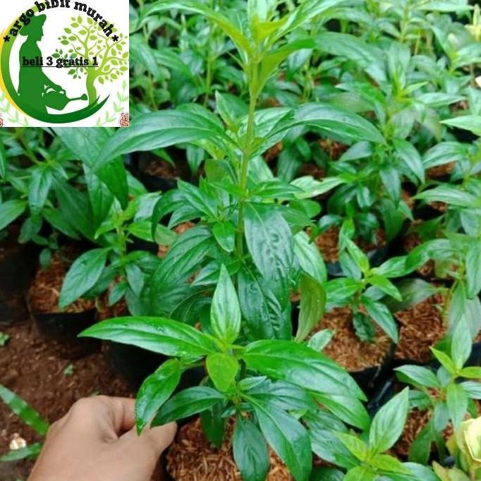 

Terlaris Bibit Tanaman Obat Sambiloto - Daun Herbal Sambiloto
