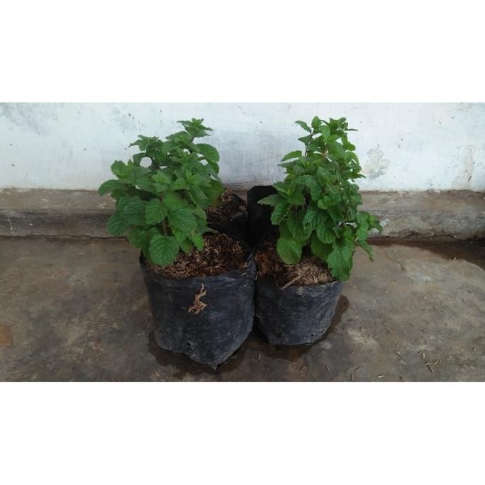 

Terlaris Bibit Tanaman Herbal Daun Mint Pepper Mint
