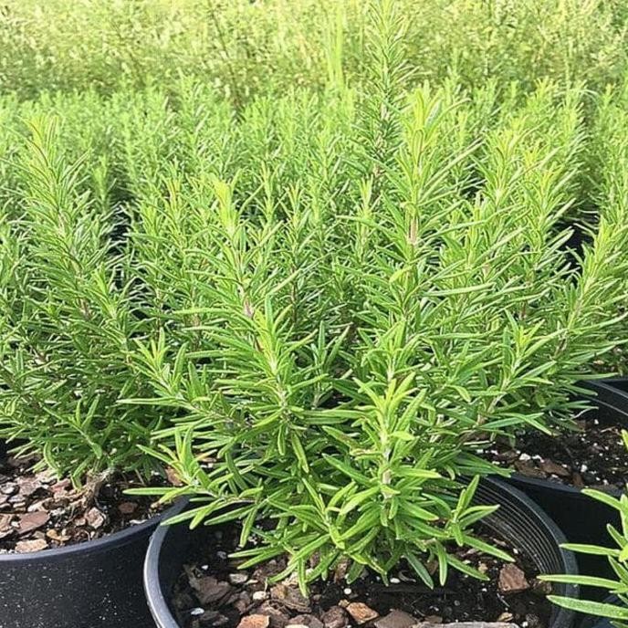 

Terlaris Promo! Benih Bibit Biji Rosemary Tanaman Hias Bunga Herba Bumbu Dapur