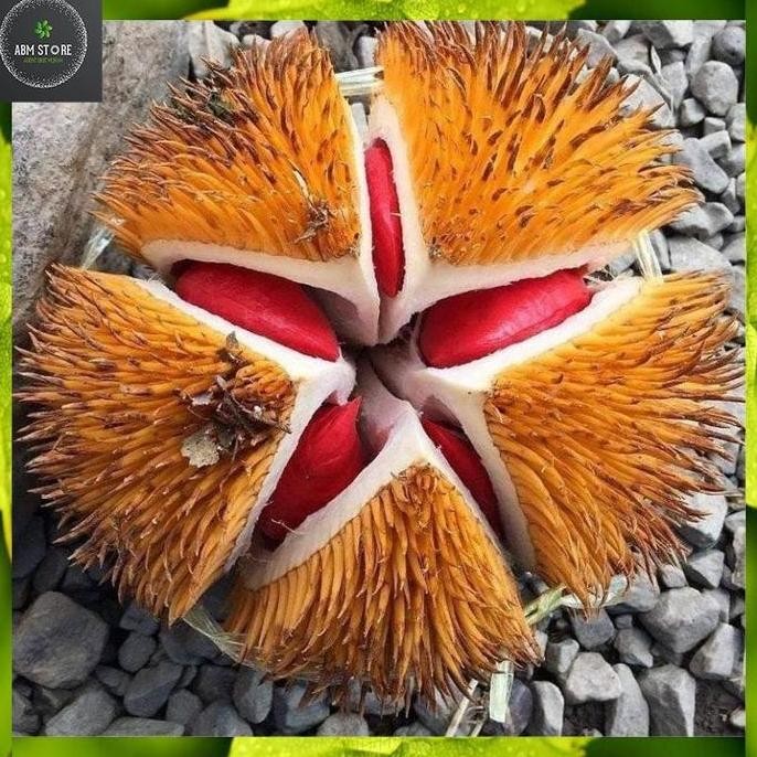 

Terlaris Paket Murah 6 Bibit Tanaman Durian Merah Kaki 3 Super (Gratis Pupuk)