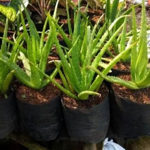 

Terlaris Terjamin Bibit Tanaman Lidah Buaya Pohon Aloevera Jumbo