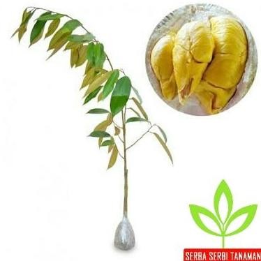 

Terlaris Bibit Durian Kumbokarno