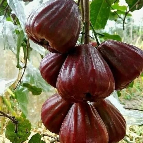 

Terlaris Paket Hemat 3 Bibit Tanaman Buah Jambu Dalhari
