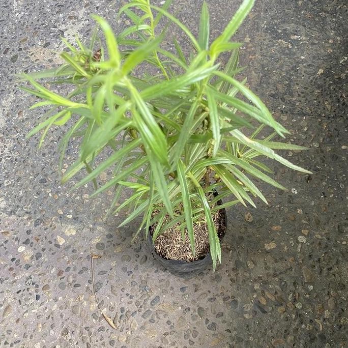 

Terlaris Bibit Tanaman Hias Rosemary