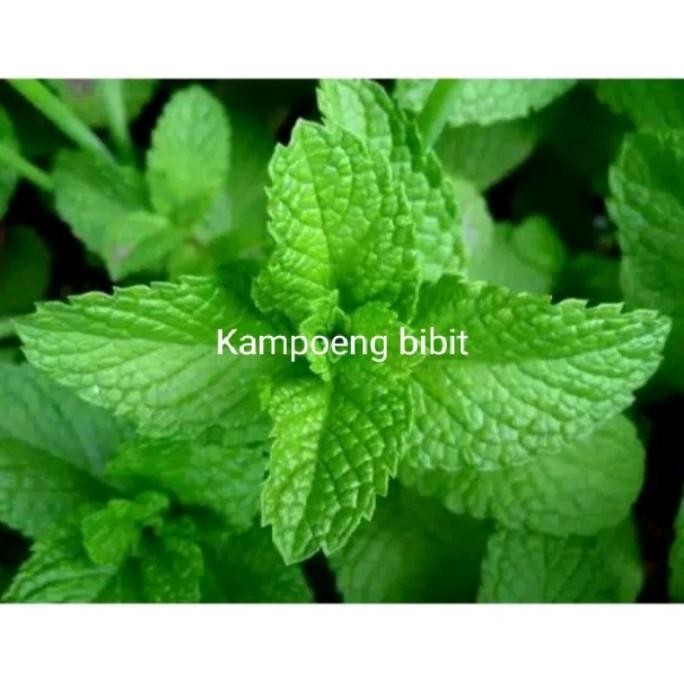 

Terlaris Ready Bibit Tanaman Herbal Daun Mint