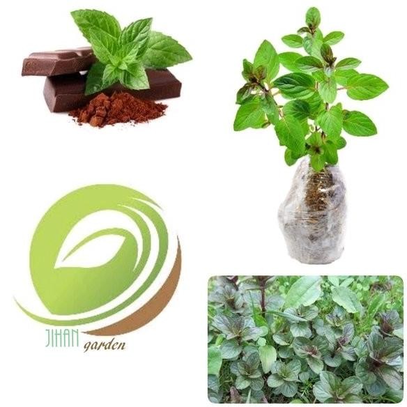 

Terlaris Bibit Tanaman Daun Chocolate Mint-Pohon Coklat Mint Herbal