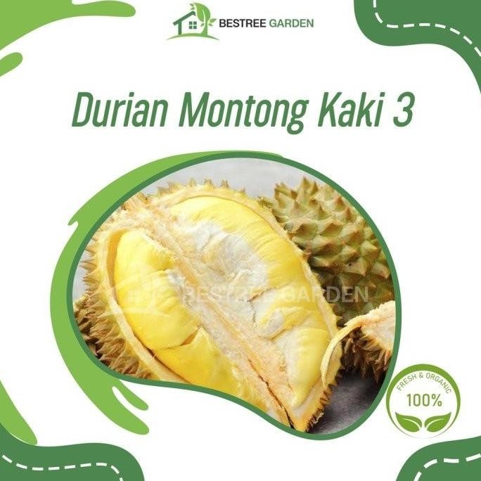 

Terlaris Bibit Durian Montong Kaki 3 Super Hasil Okulasi Cepat Berbuah