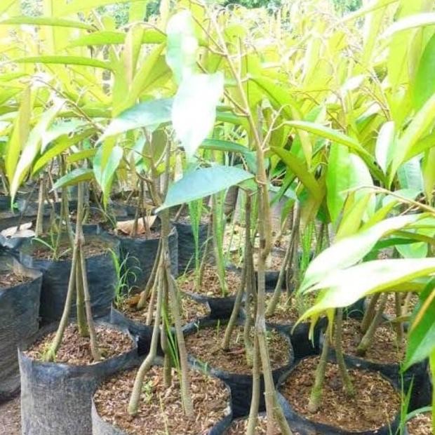 

Terlaris Bibit Durian Montong Kaki 3