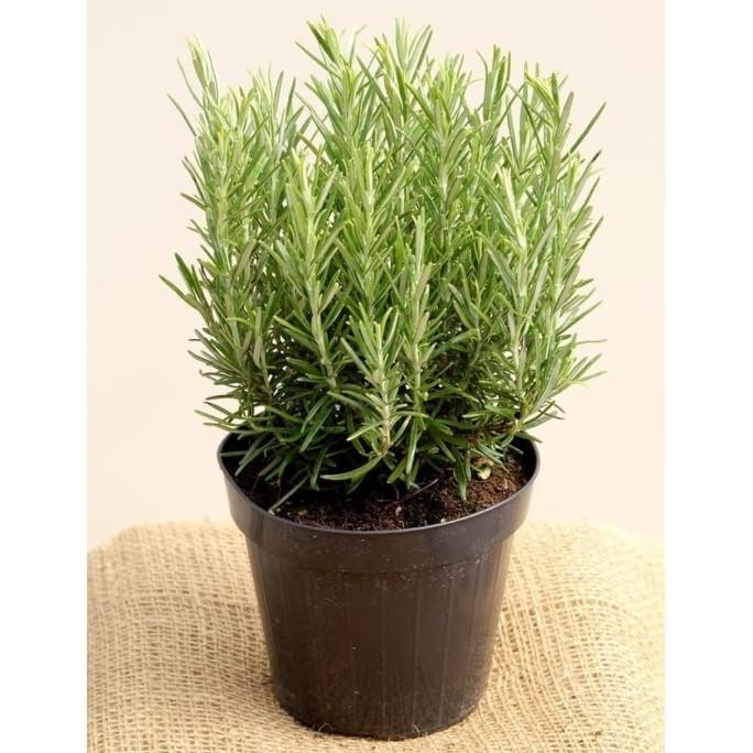 

Terlaris Terbaik Dan Terpercaya Bibit / Benih Herb Rosemary Herbal Wangi Dan Harum Isi 10 Biji Berkualitas