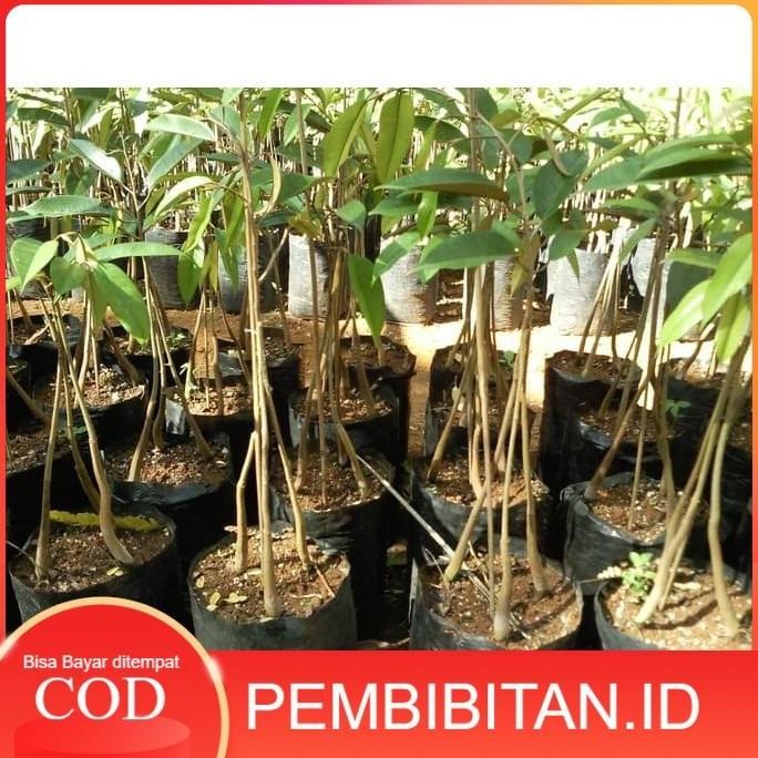 

Terlaris Bibit Durian Montong Kaki 3 Okulasi Genjah