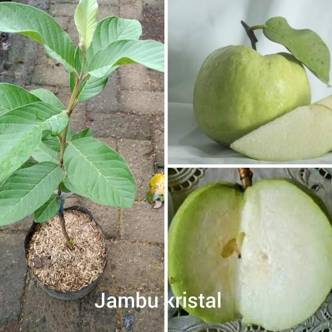 

Terlaris Bibit Buah Jambu Kristal Tanpa Biji