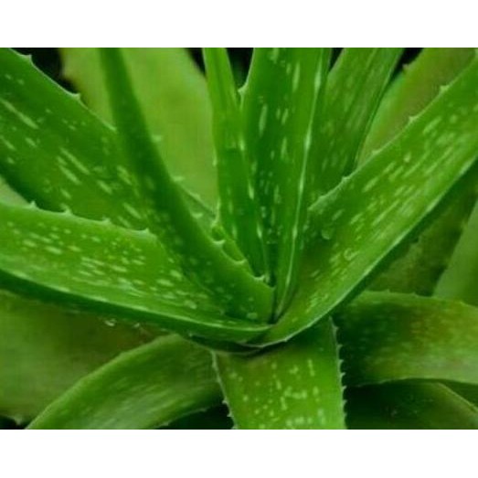 

Terlaris Termurah Tanaman Lidah Buaya / Tanaman Aloevera / Bibit Tanaman Lidah Buaya
