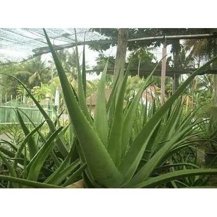 

Terlaris Bibit Tanaman Pohon Lidah Buaya Jumbo