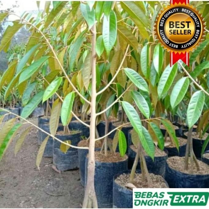 

Terlaris Bibit Durian Bawor Kaki 3 Tinggi 1,5 Meter Hasil Okulasi