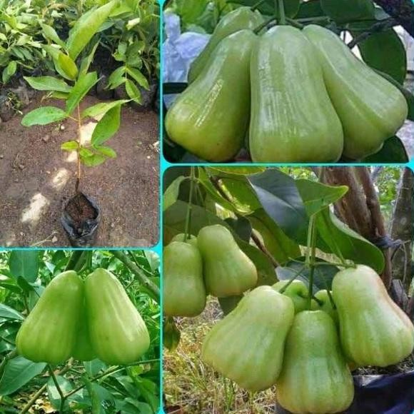 

Terlaris Bibit Tanaman Buah Jambu Air Madu Delhi Hijau Okulasi
