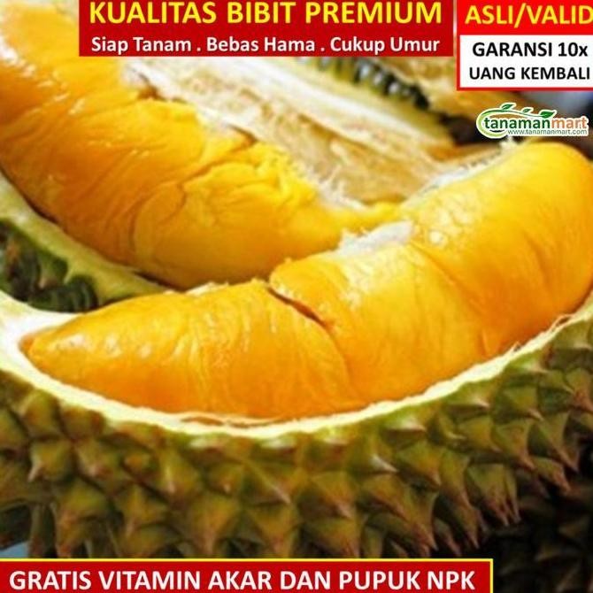 

Terlaris Ready Bibit Tanaman Buah Durian Musang King Unggul, Murah, Bergaransi