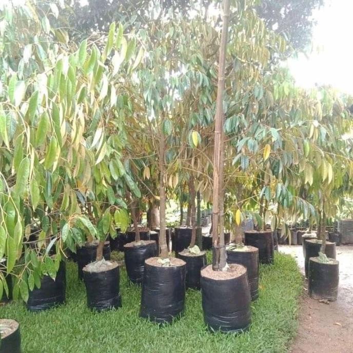 

Terlaris Bibit Durian Tinggi 2/3 Meter Super Unggul