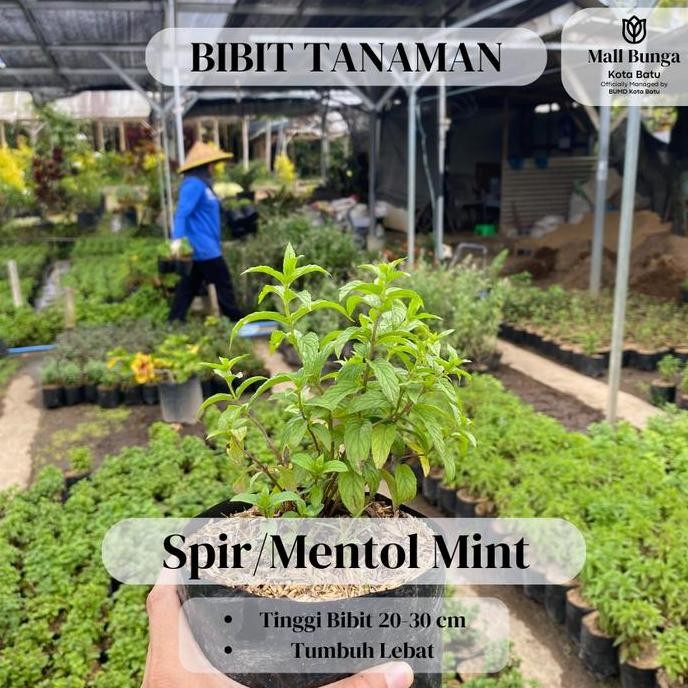 

Terlaris Bibit Daun Mint - Tanaman Herbal Mentol Mint Siap Tanam Tinggi 20-30 Cm