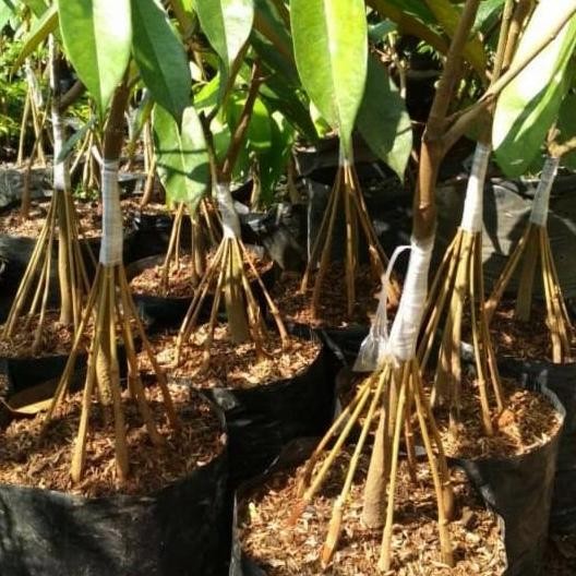 

Terlaris Bibit Durian Musangking Kaki 10 Unggul