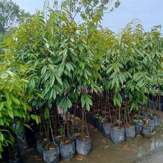 

Terlaris Bibit Durian Musangking Kaki 3 Tinggi 1,5 Meter Batang Besar