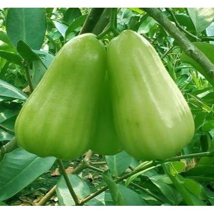 Terlaris Bibit Jambu Madu Deli Terbaik | Jambu Madu Deli Termanis