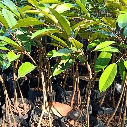 

Terlaris Bibit Durian Musangking Kaki 3 Super Unggul