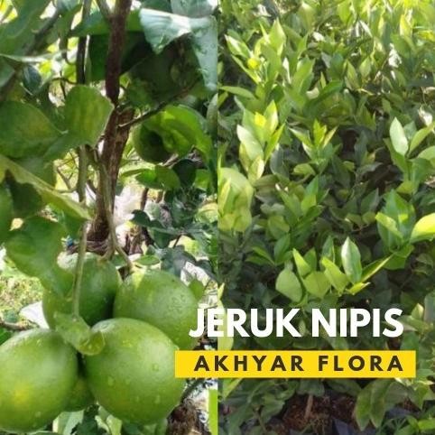 

Terlaris Bibit Jeruk Nipis Pohon Jeruk Nipis Tanaman Jeruk Nipis