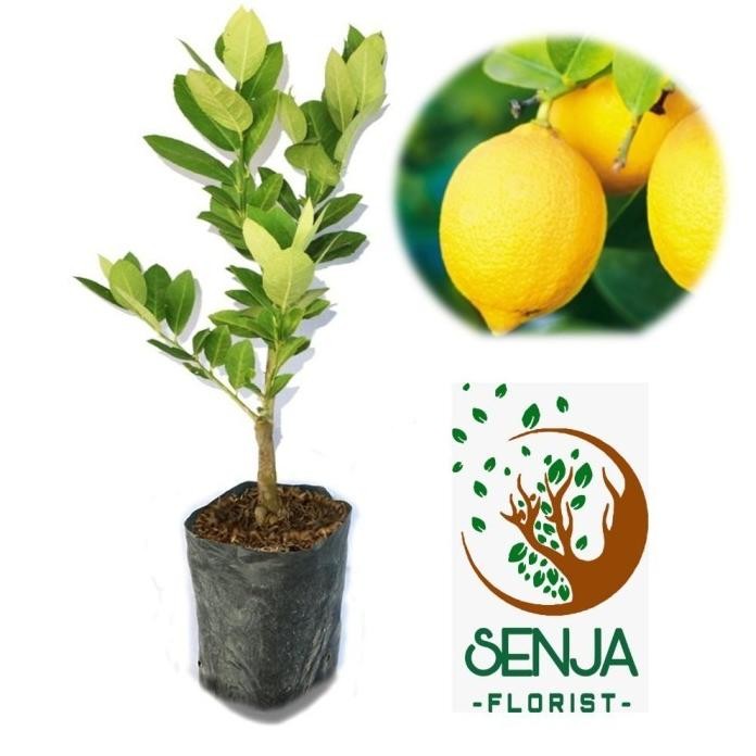 

Terlaris Promo Tanaman Bibit Buah Jeruk Lemon Tea Bonus Daun Mint Grosir Aa88