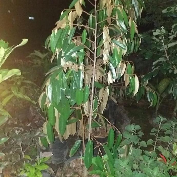 

Terlaris Jual Macam2 Jenis Bibit Durian Dongkelan